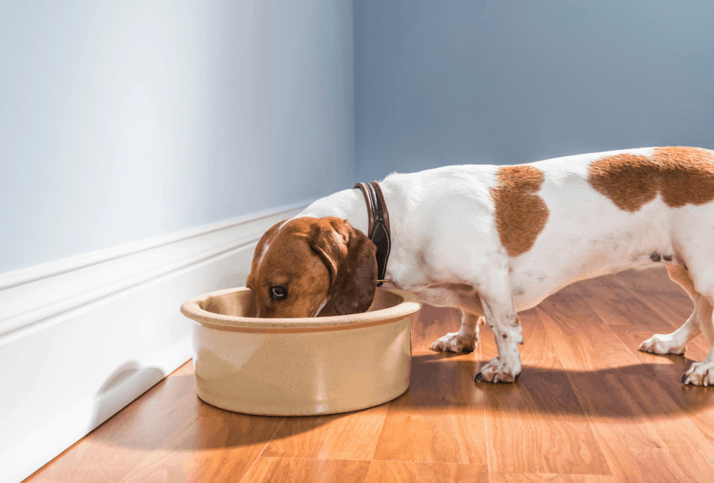 Dachshund eating a meal from a relatively large bowl.