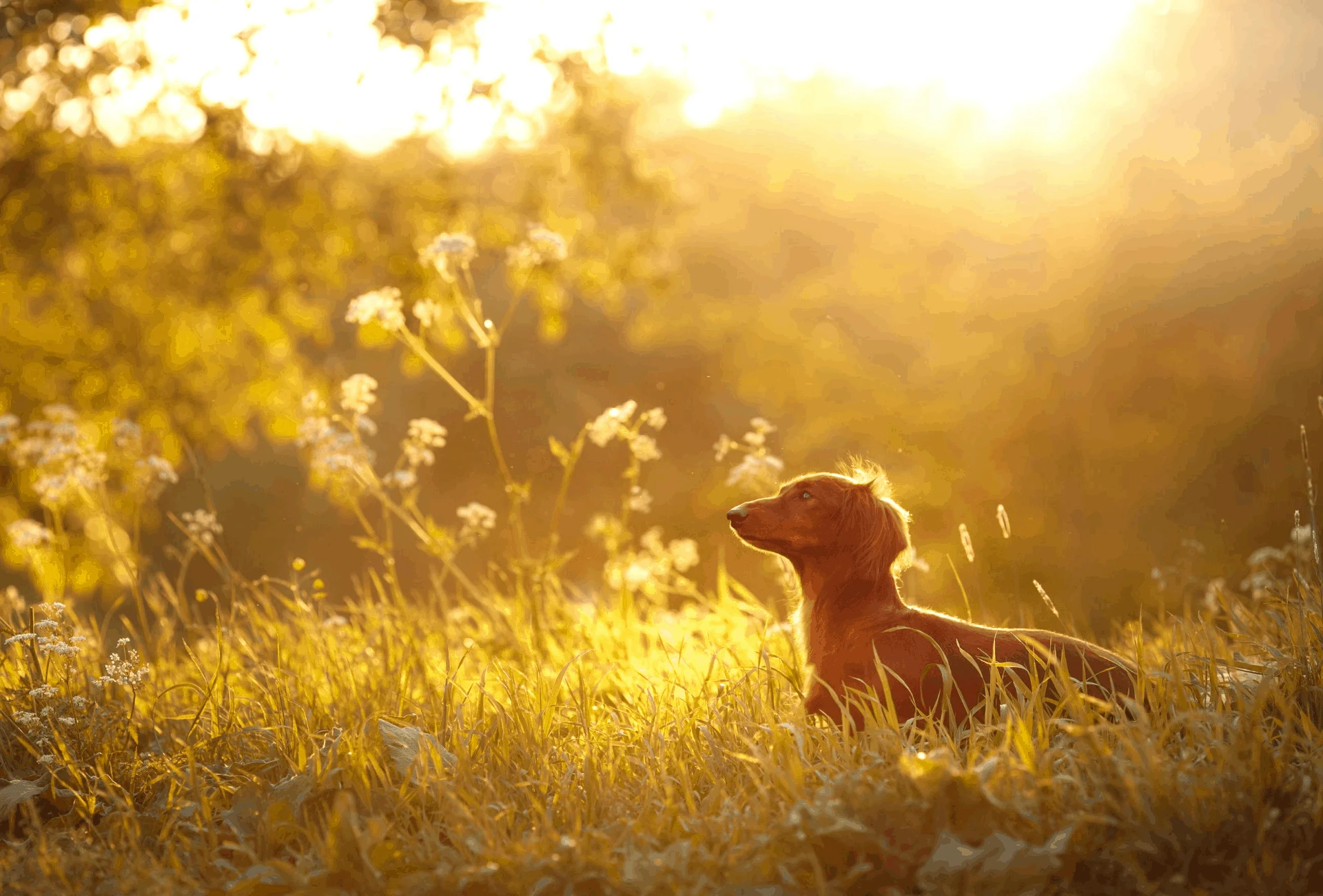 Dachshund in field during sunset