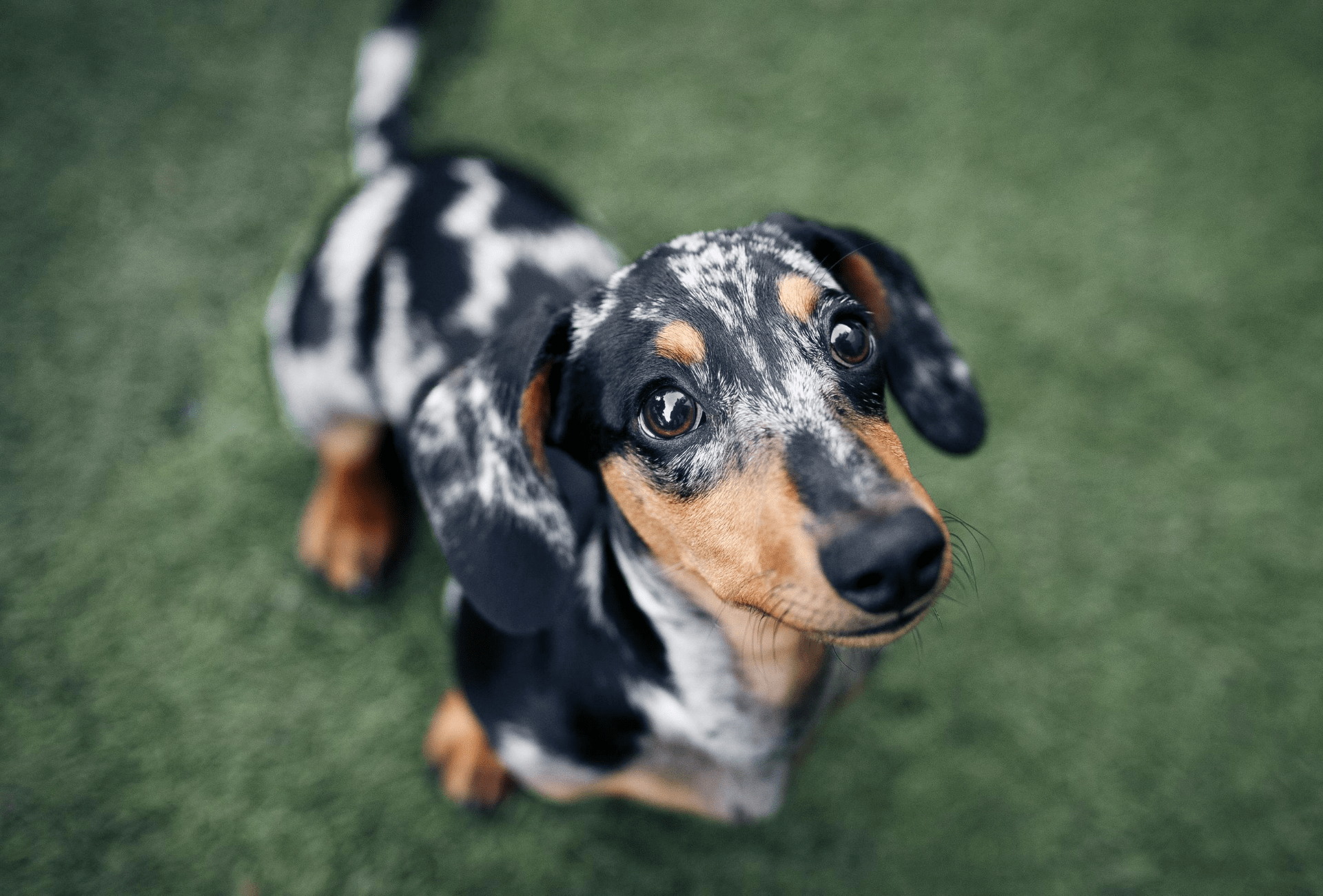 how long do mini dachshunds get