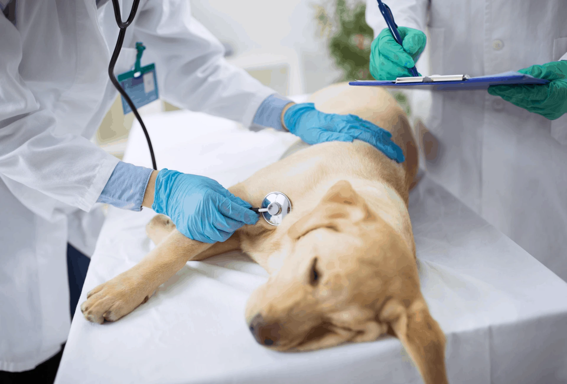 Labrador laying on the veterinarian's table.