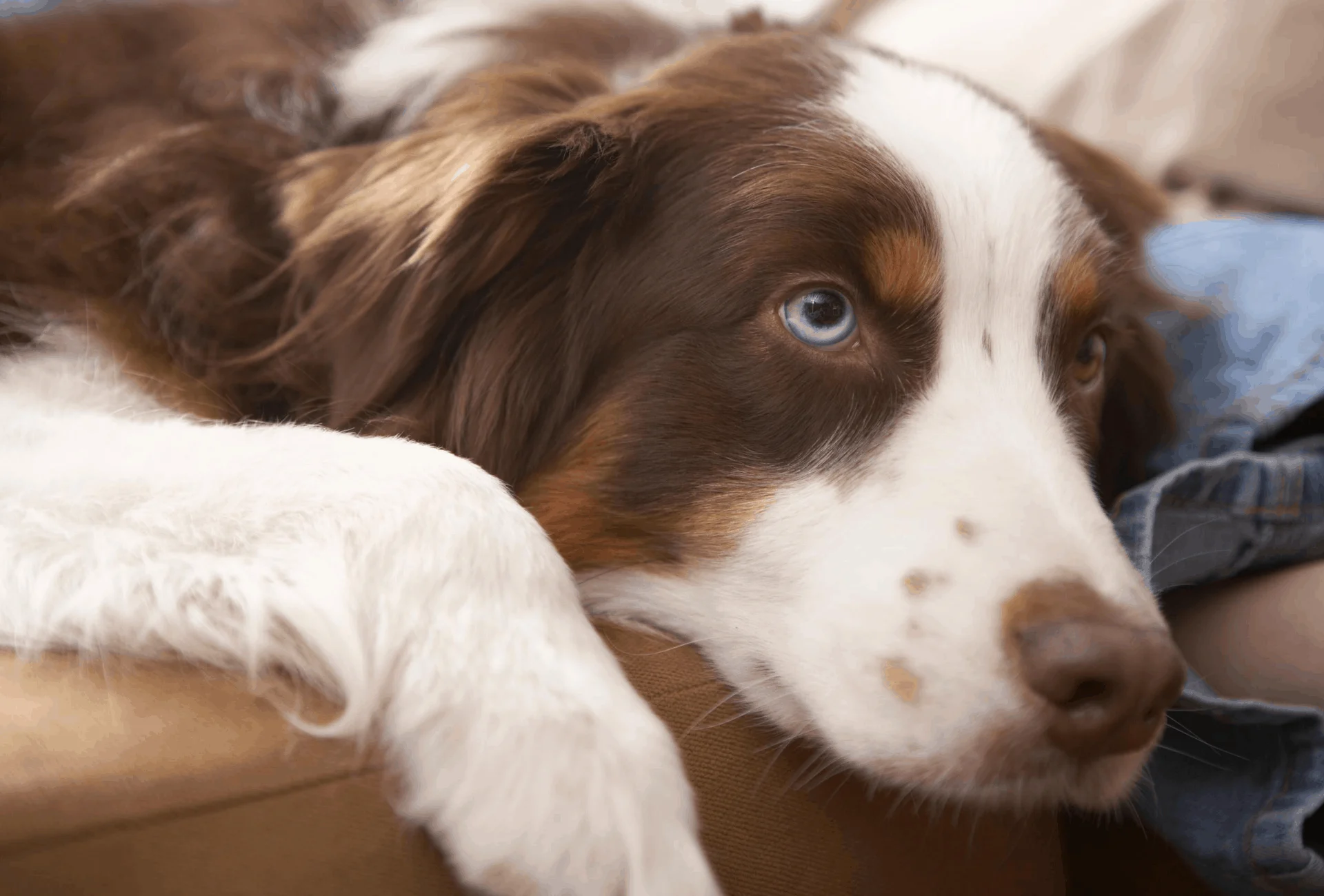 Dog laying at home.