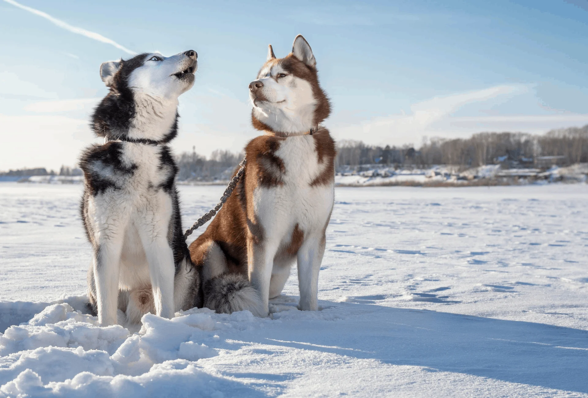 Two Huskies learning to howl.