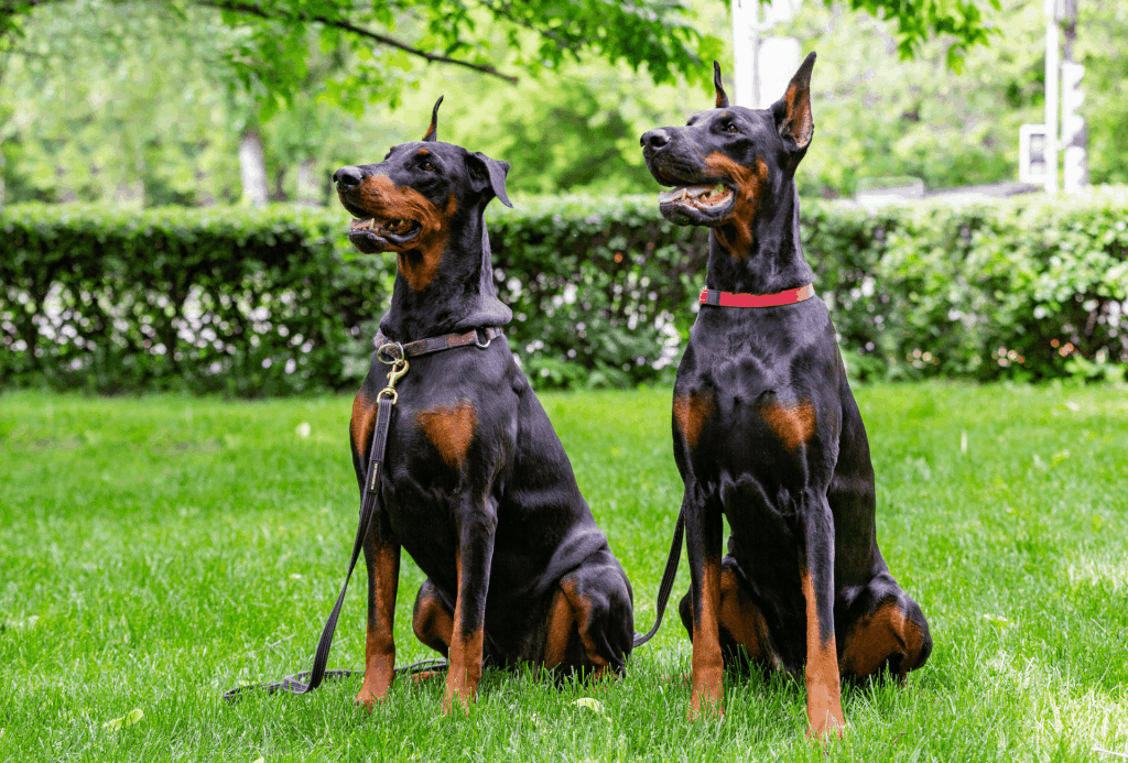 Two black Dobermans with rust and tan markings sitting next to each other