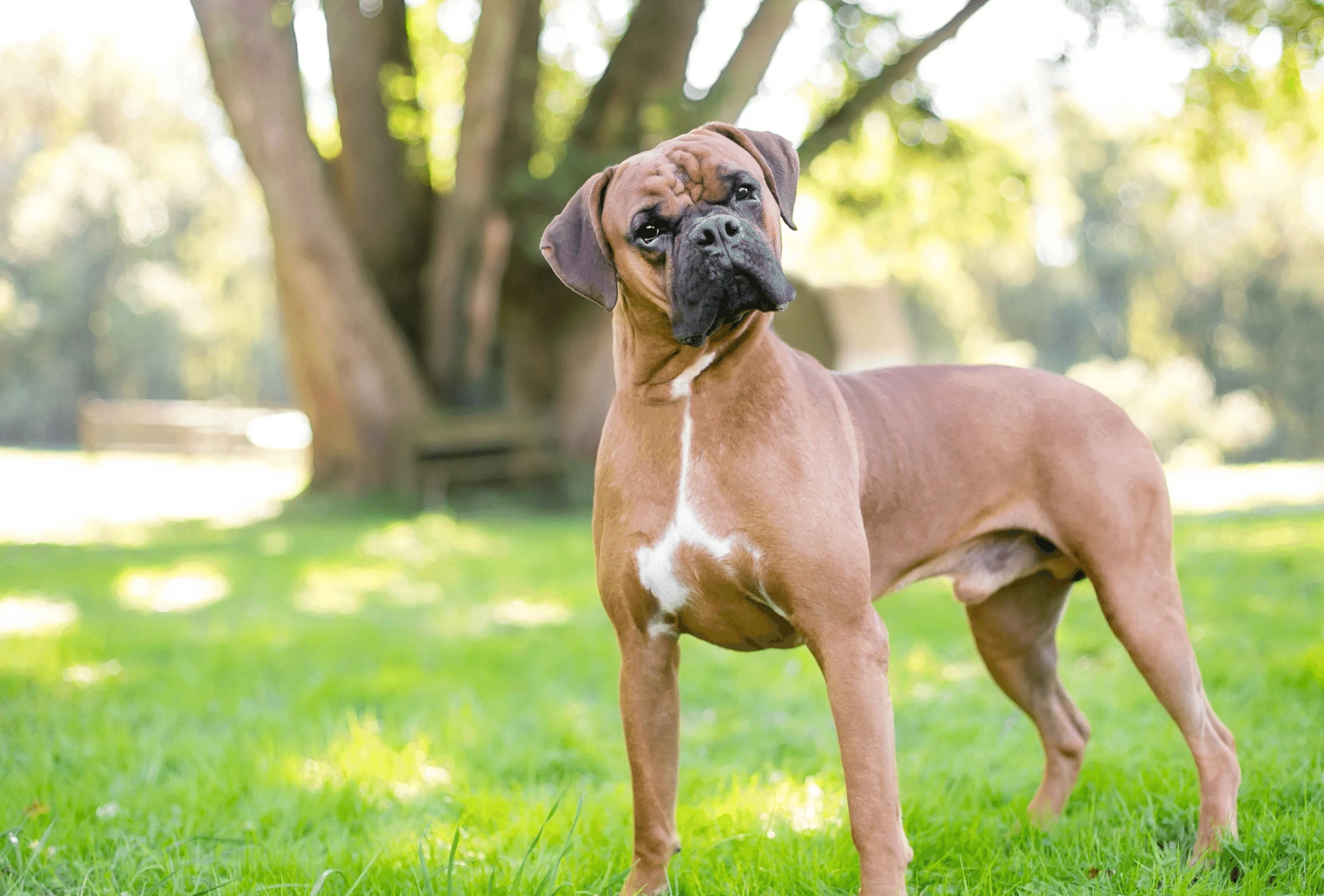 Boxer tilting his head.