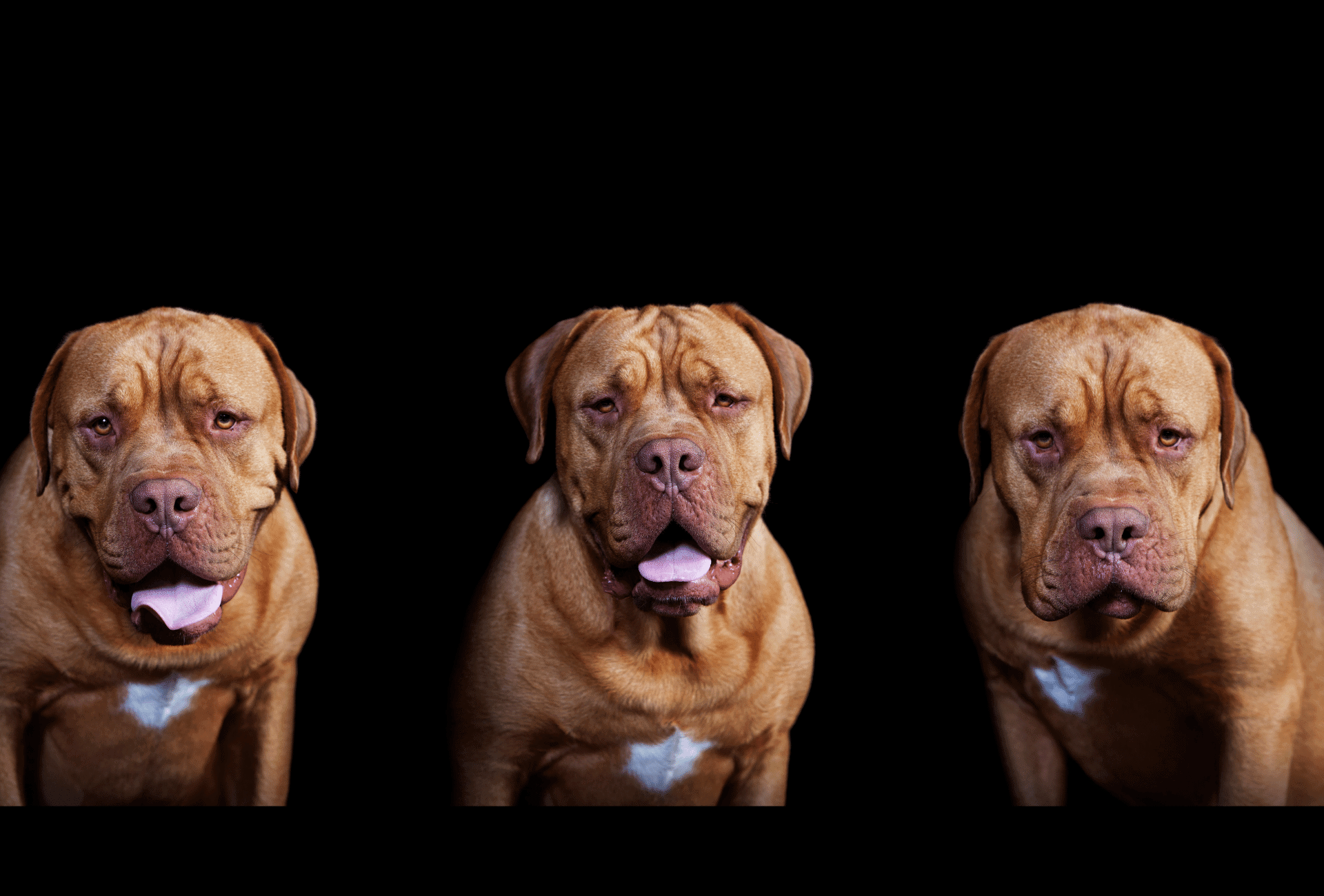 Dogue de Bordeaux in front of black background, with three different expressions on his face