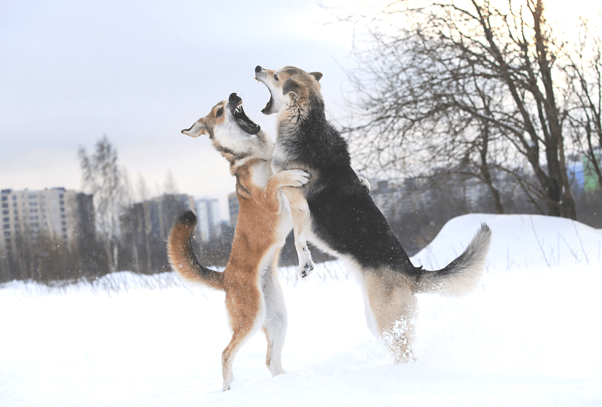 Two dogs clashing midair in the snow.