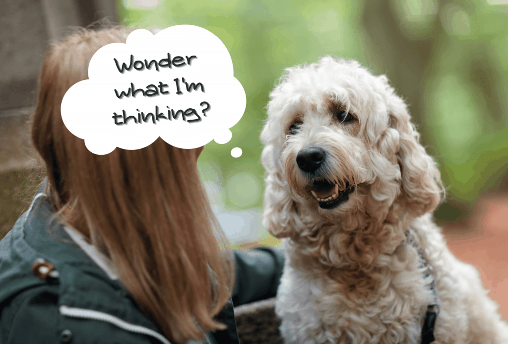 Dog sits in front of owner with speech bubble communicating the dog's thoughts