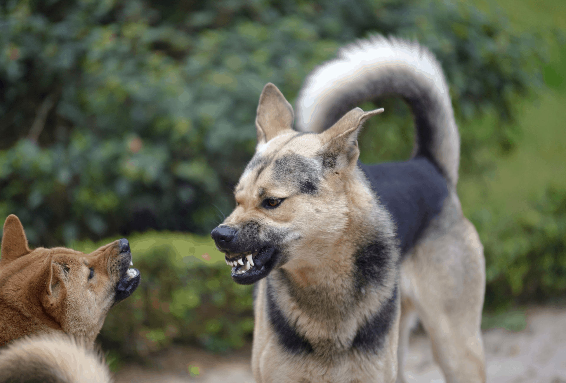 Two dogs snarling at each other, displaying their teeth as warning before the fight.