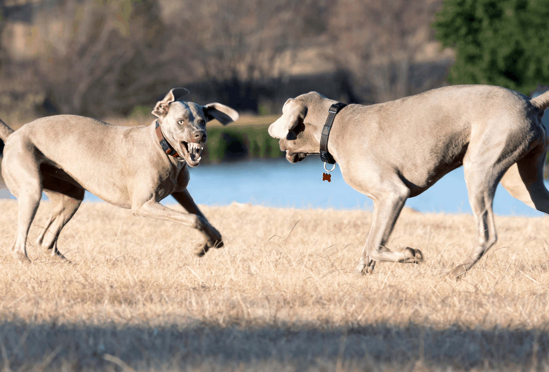 Two Weimaraners facing each other and showing teeth, about to launch into fight.