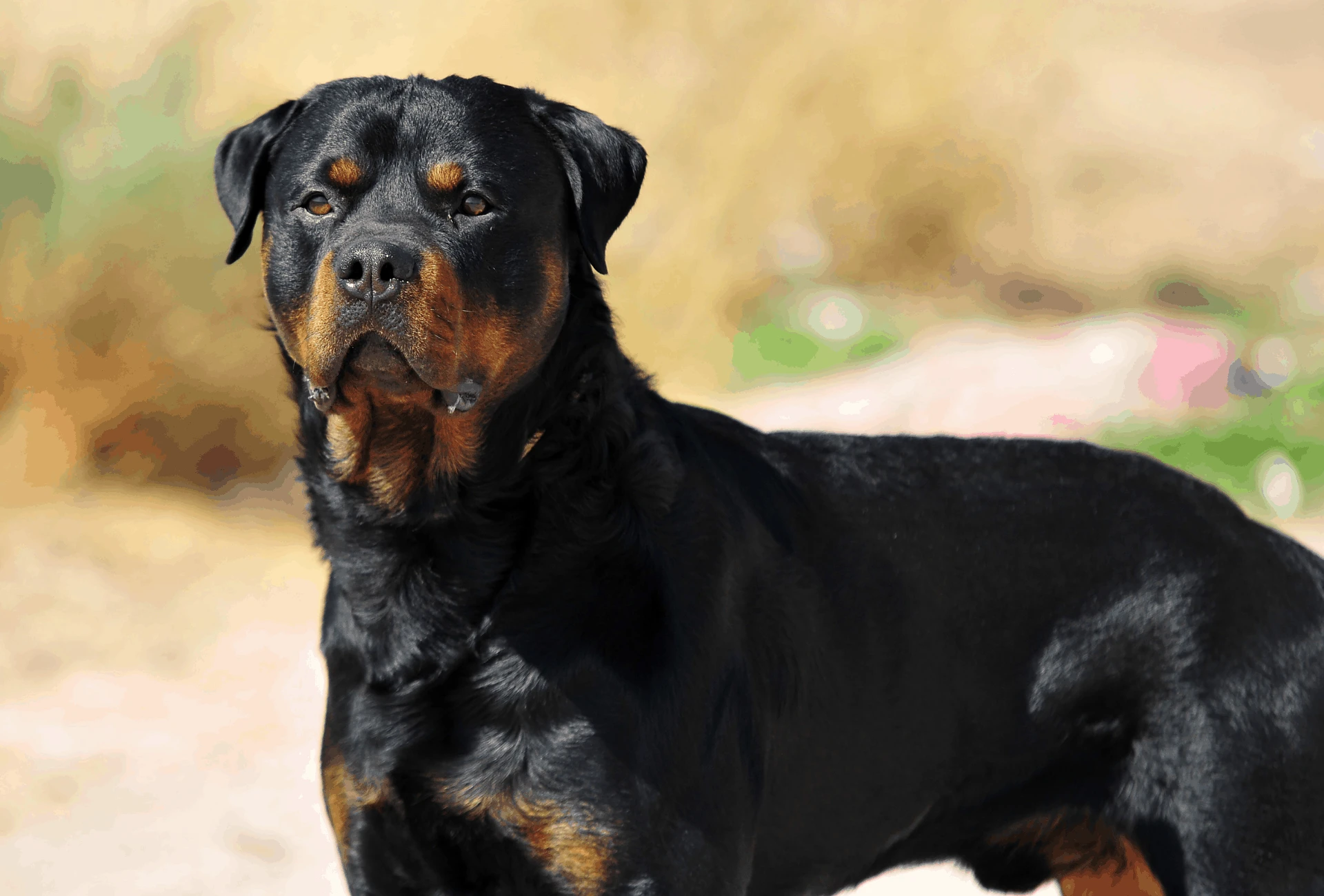 Top 37+ imagen rottweiler adult weight