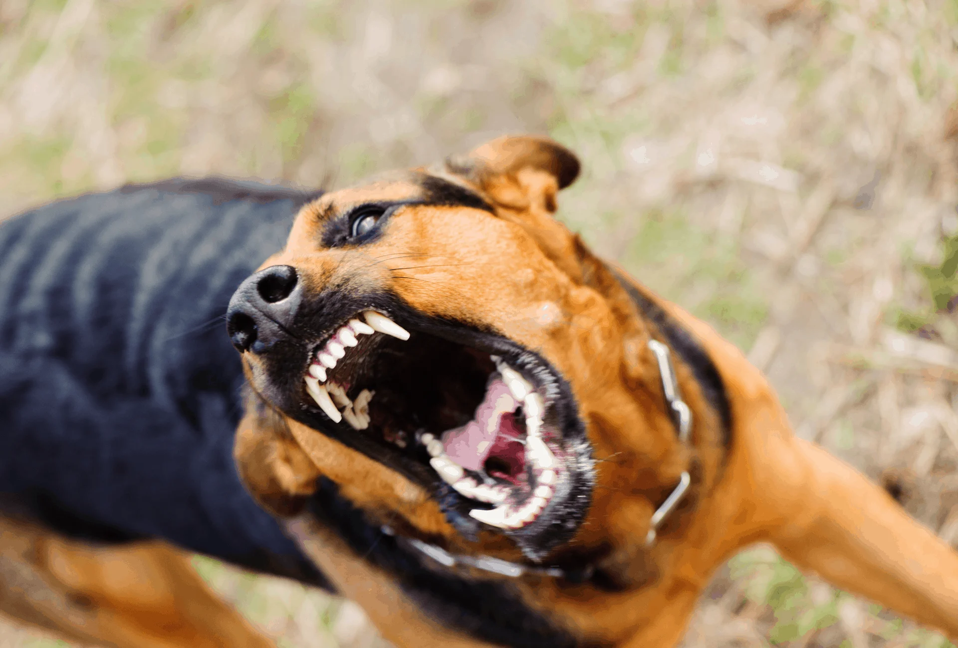 Aggressive dog outlet deterrent