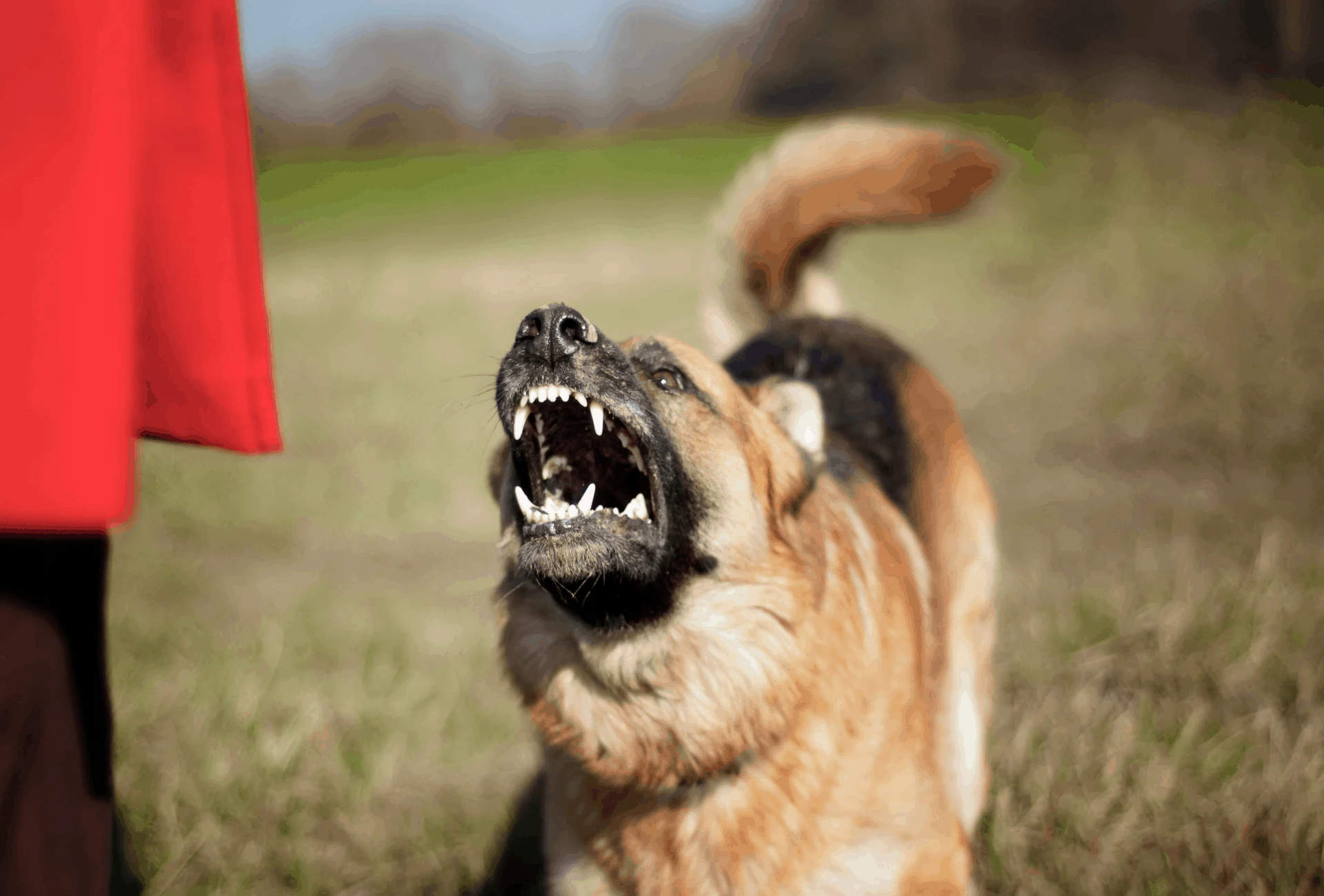 what to do if a aggressive dog approaches you