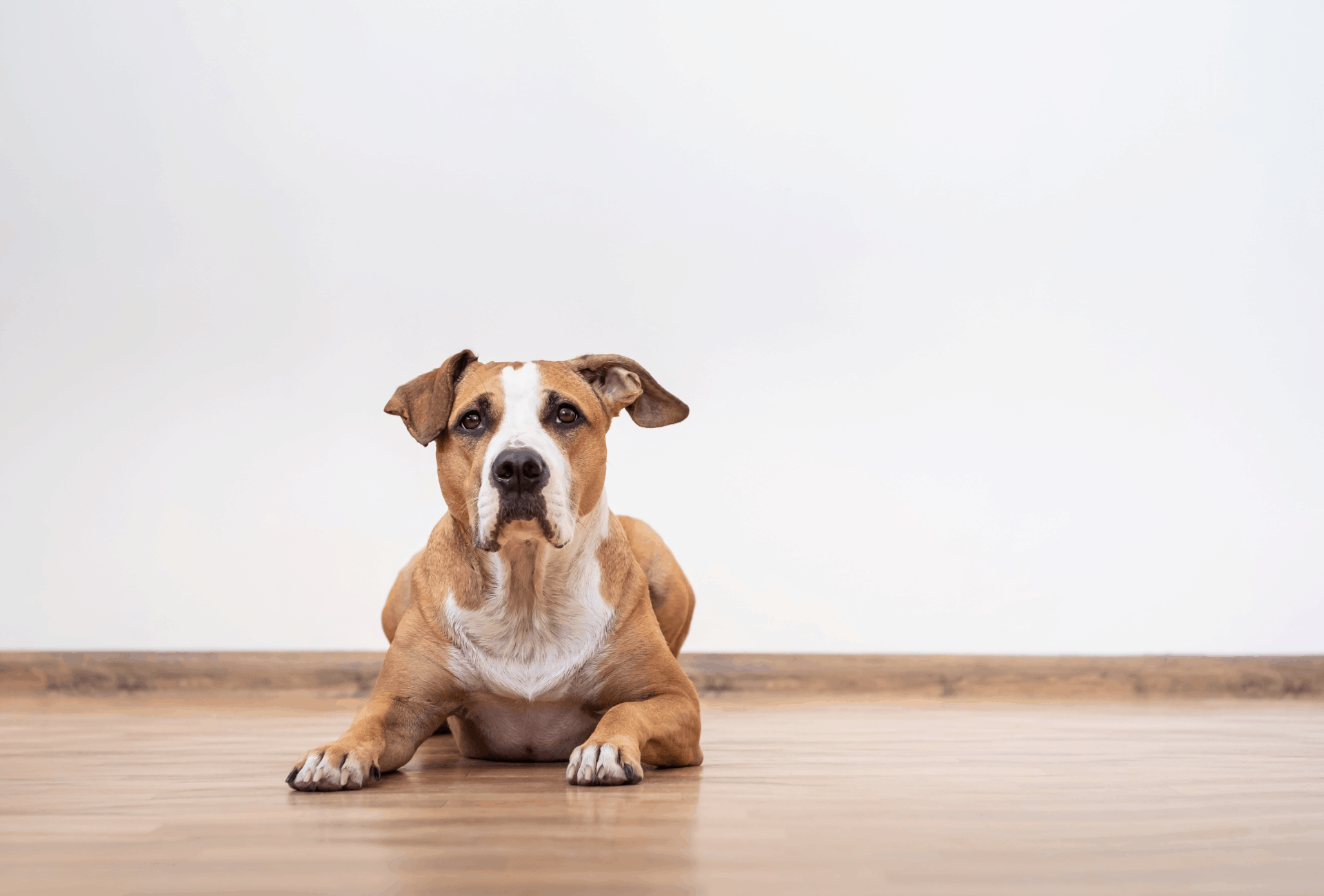 White brown dog lying on the floor.