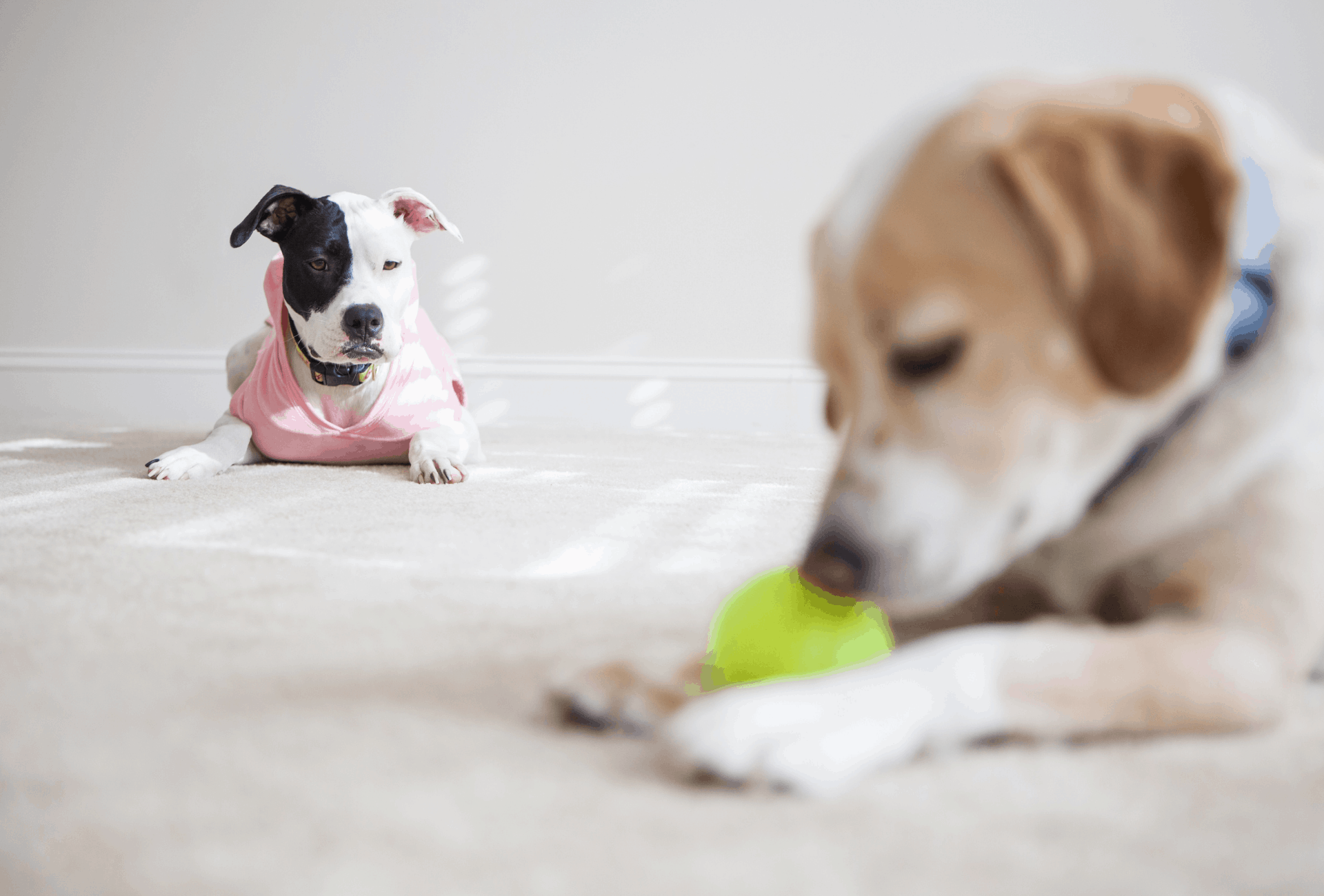 Pitbull jealous of other dog.