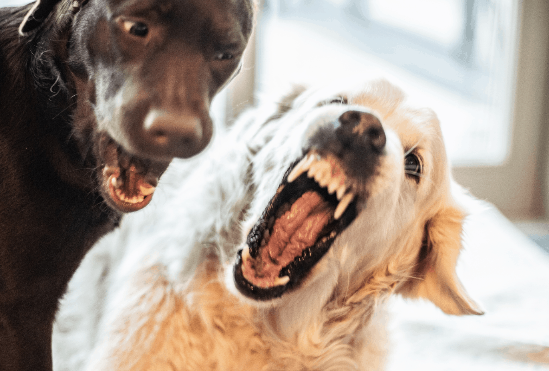 dog on dog aggression in the home