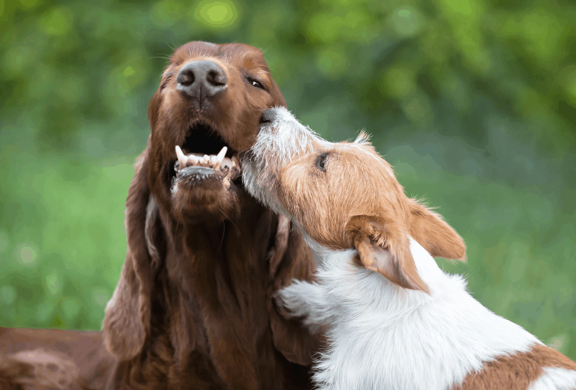 why does my dog nibble with his front teeth