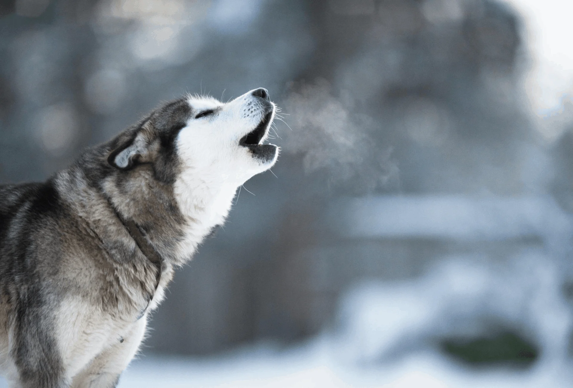 Siberian store husky bark