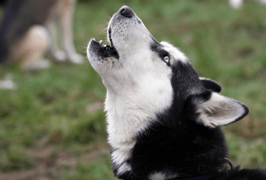 black and white husky howling