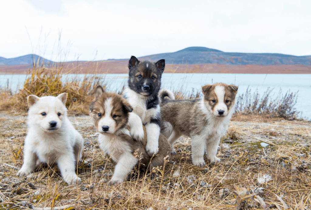 Puppies socialising