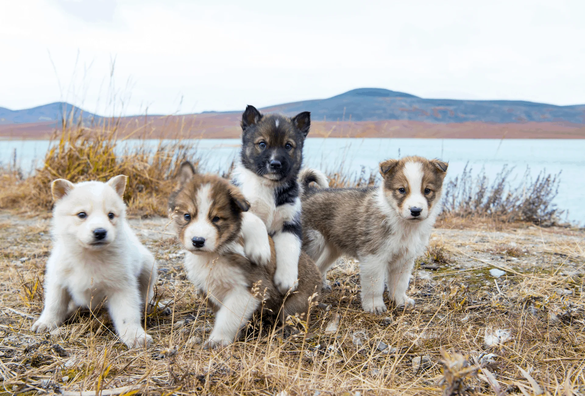 Four puppies play in front of a lake outside.