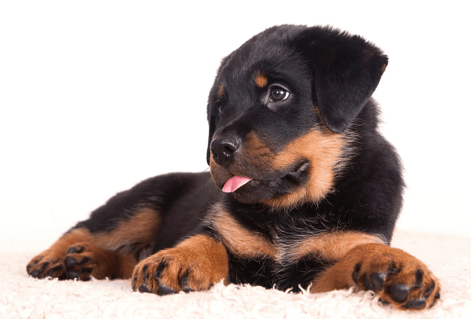 are female rottweilers bigger puppies