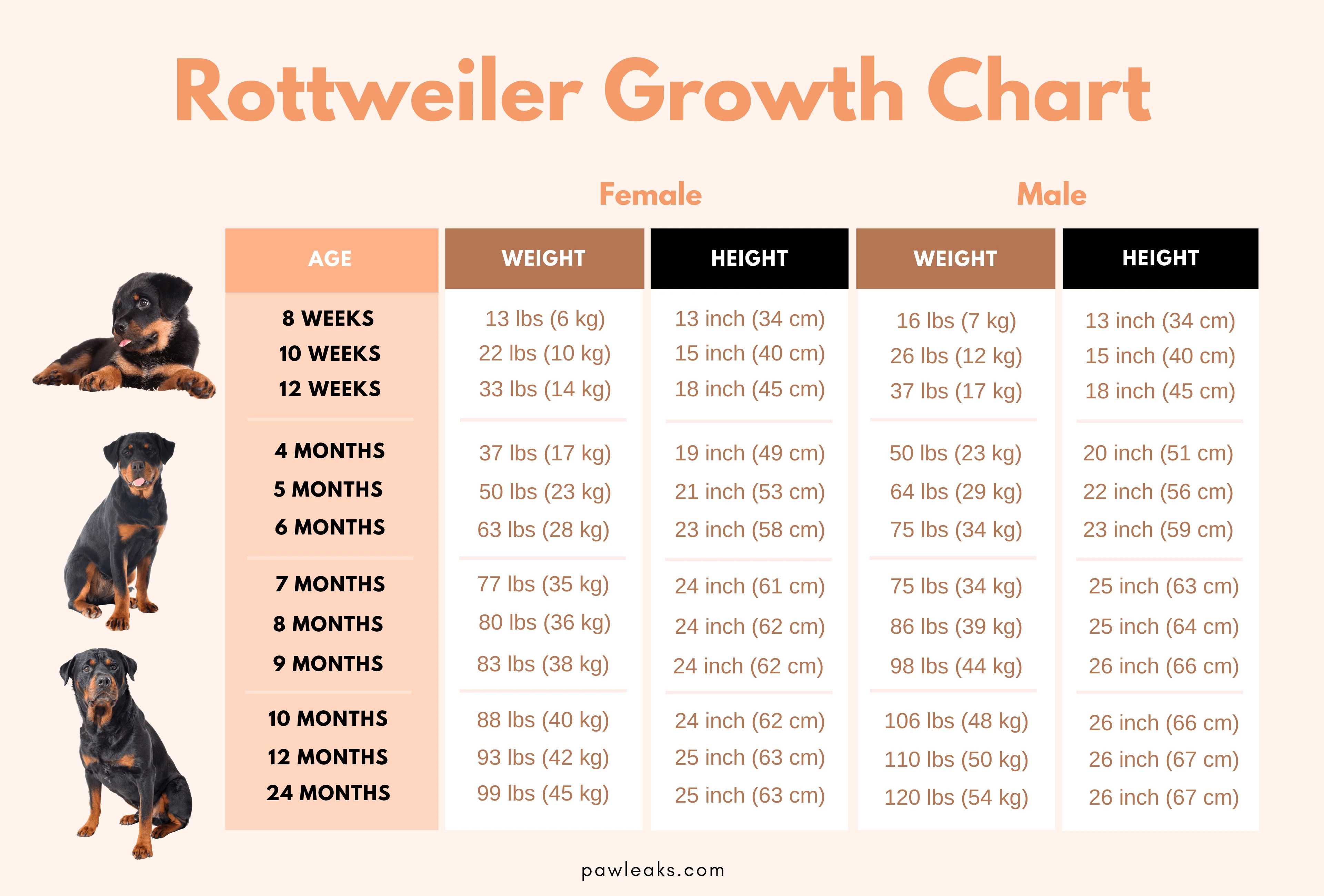 what is the ideal weight for a female rottweiler