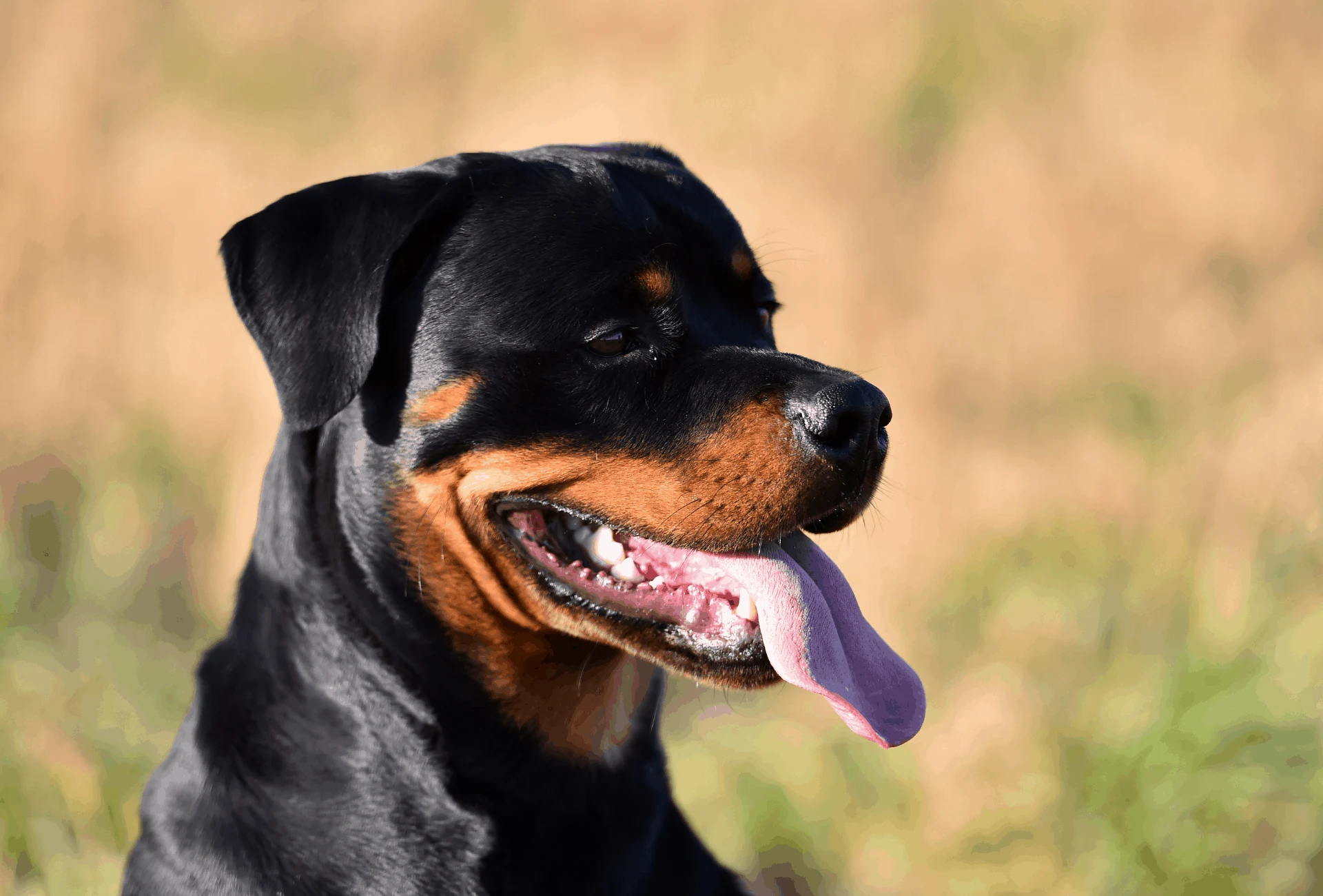 how long is a rottweiler considered a puppy