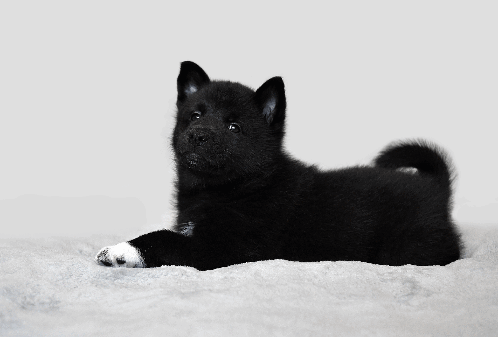 can a pure bred husky be pure black