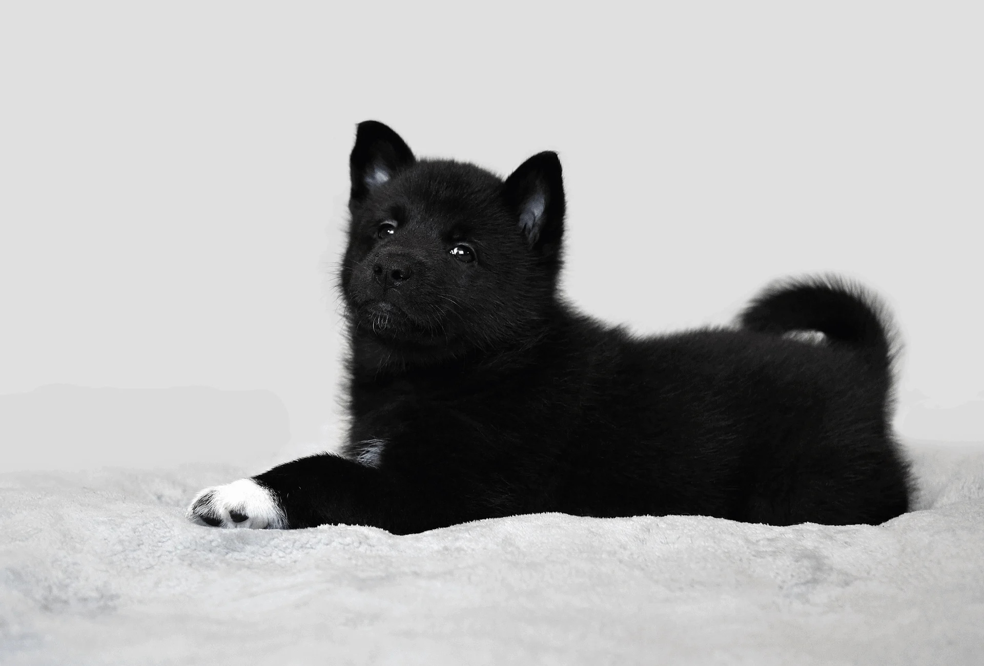 All black Husky puppy with white paws.