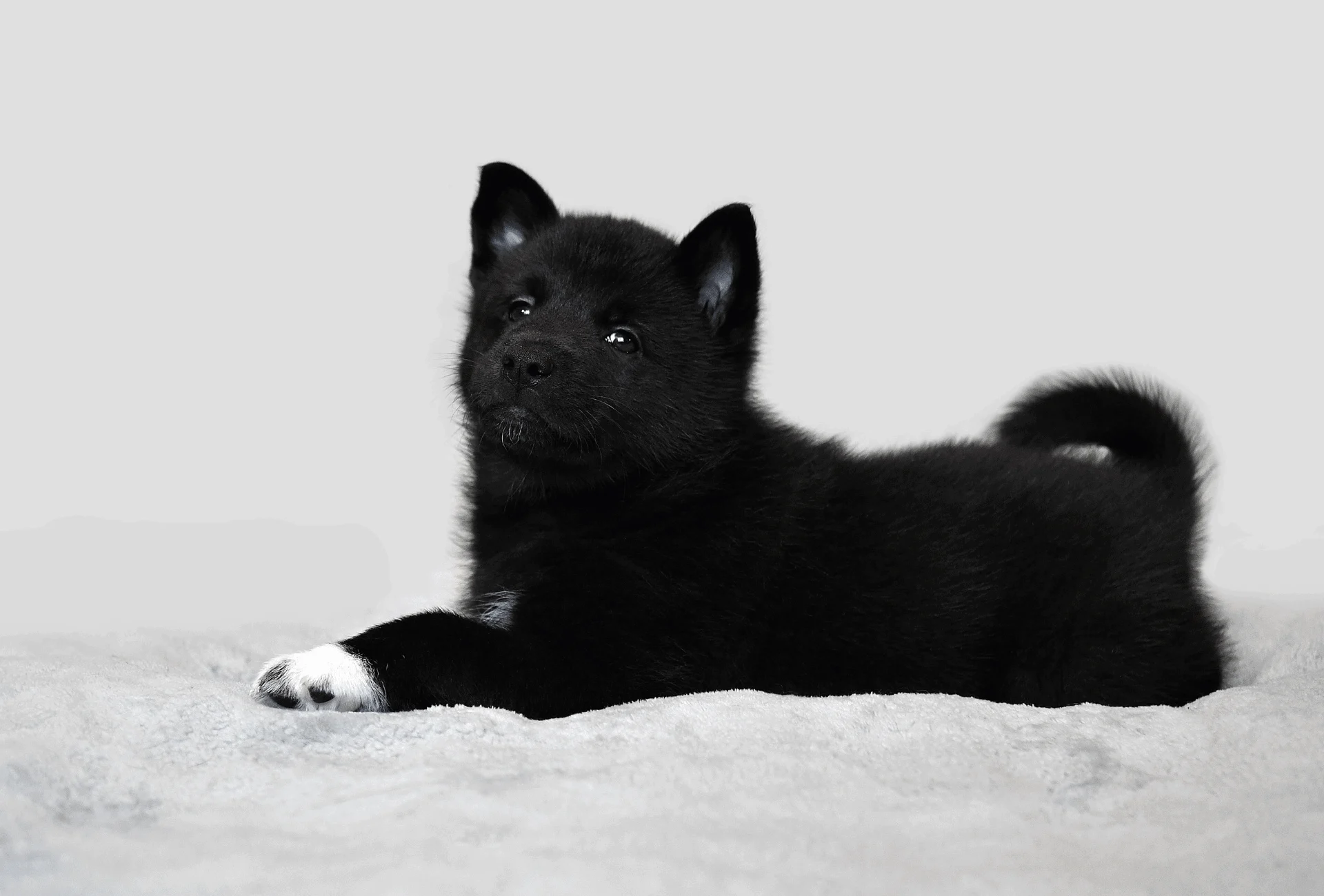 solid white husky full grown