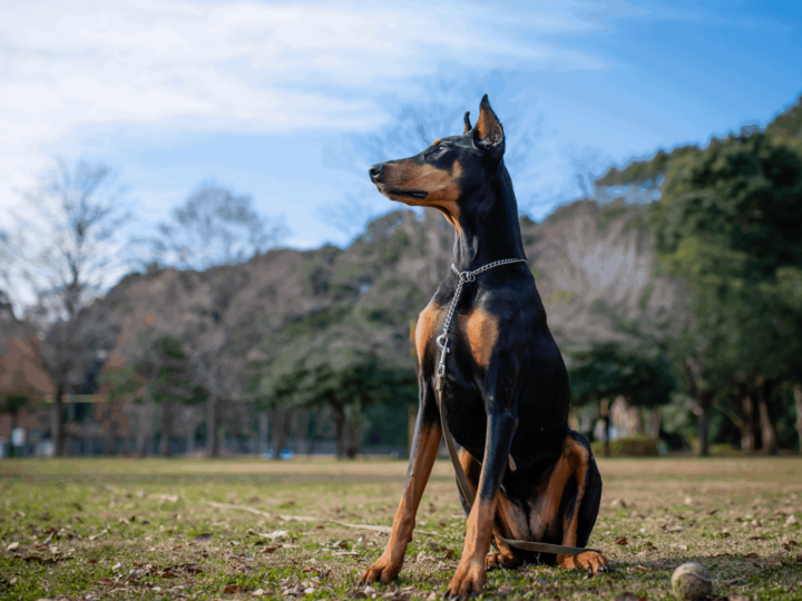 Black Doberman with tan markings instead of the classic rust red Doberman markings.