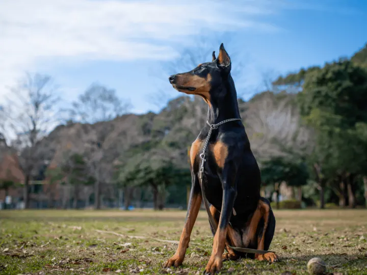 Black Doberman with tan markings instead of the classic rust red Doberman markings.