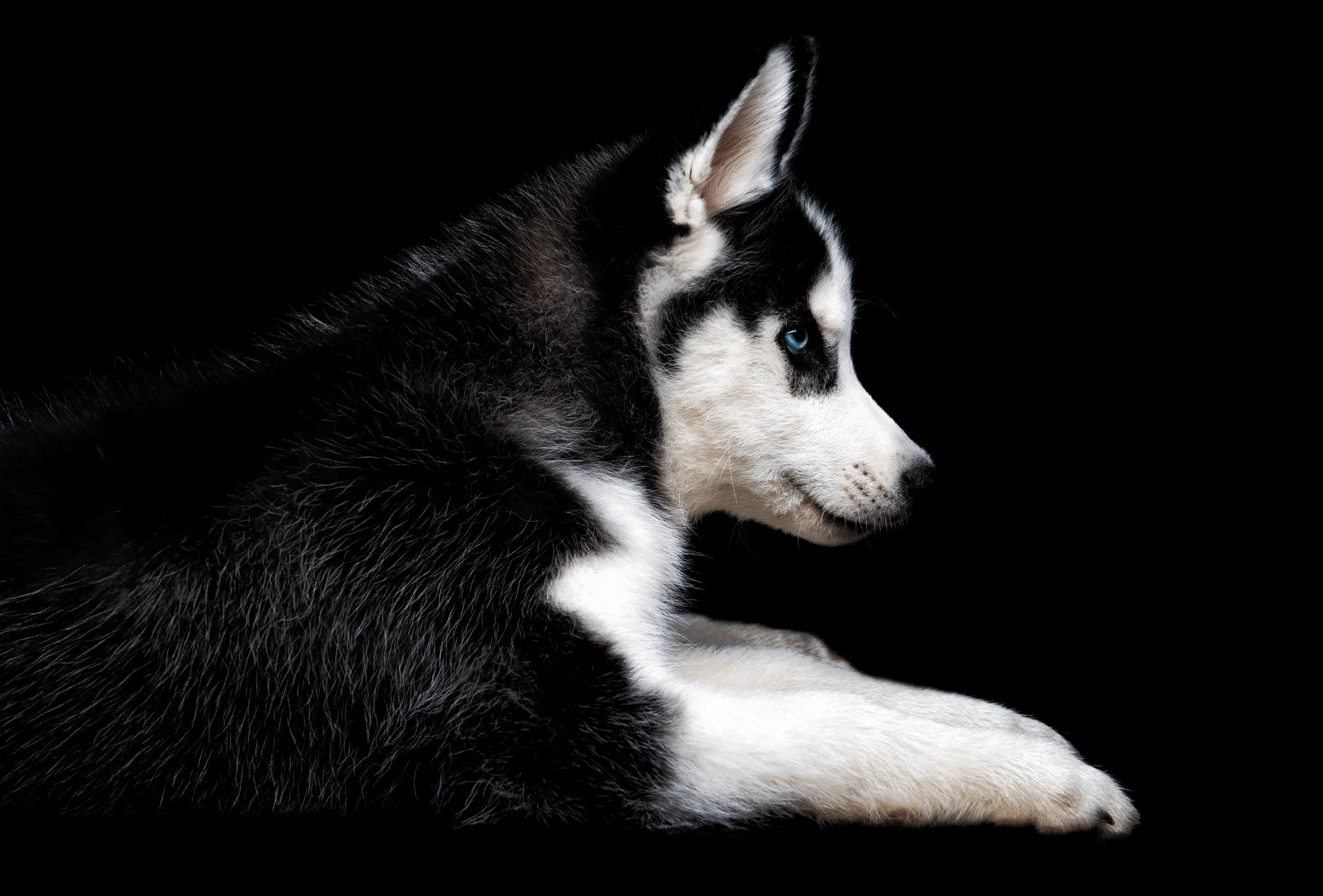 Black and white Husky with blue eyes.