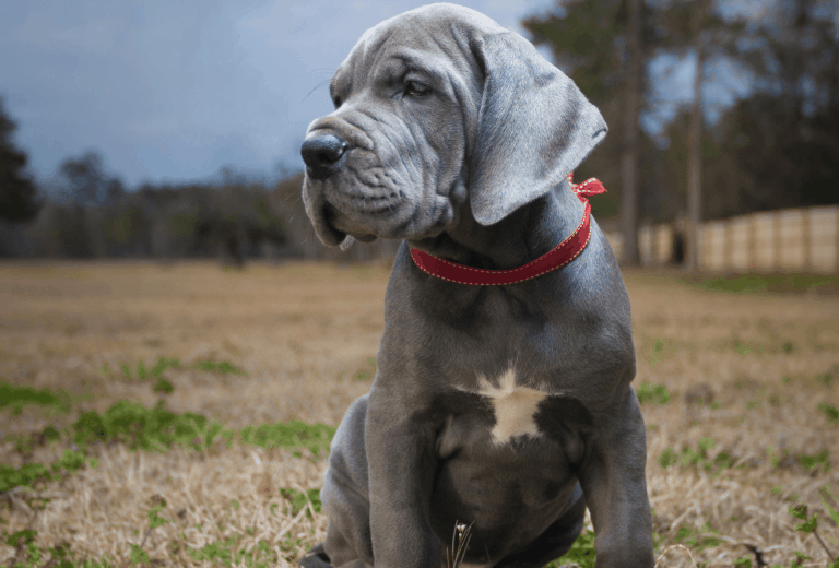 Great Dane Colors Everything You Need To Know PawLeaks