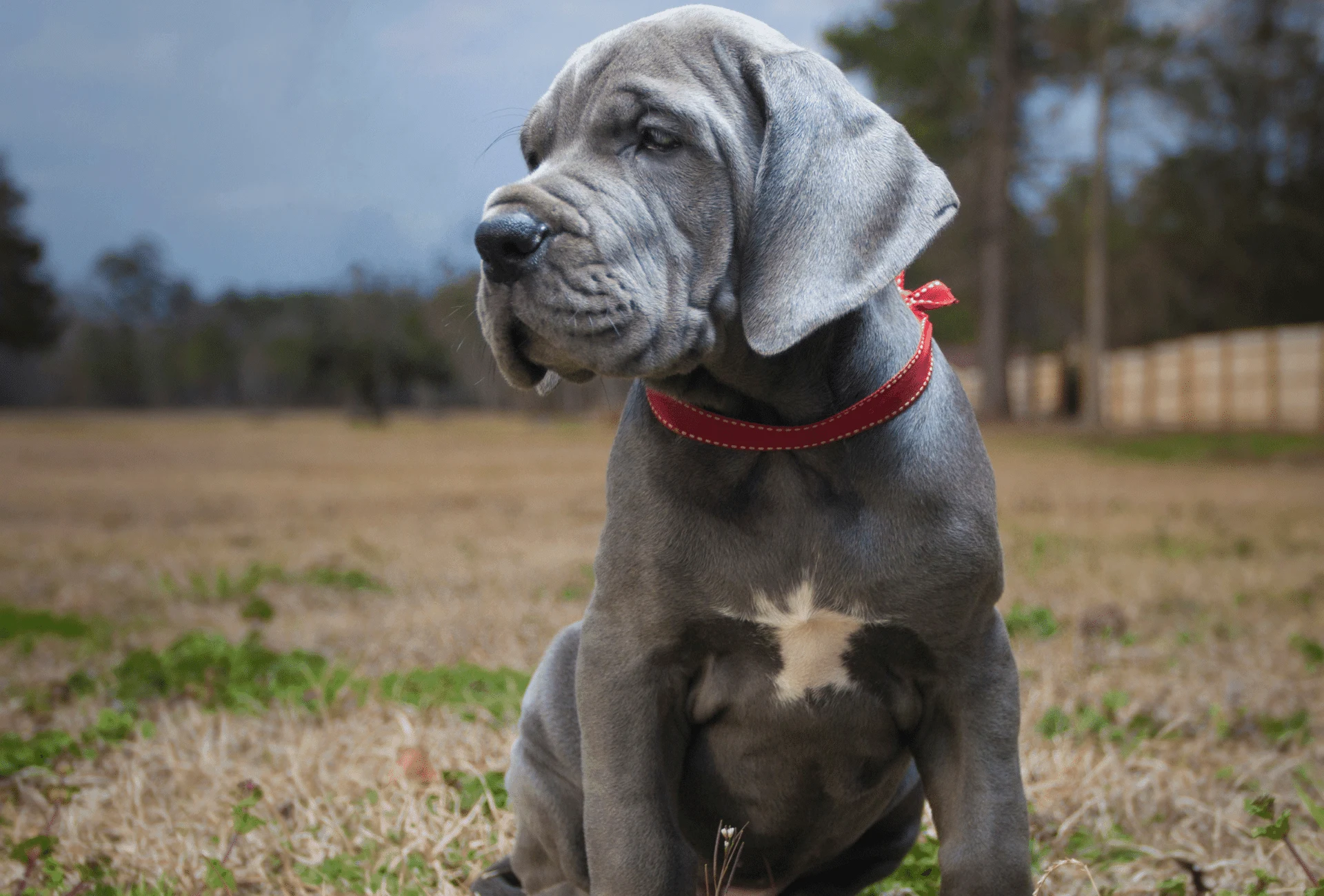 Blue Great Dane puppy with a white patch on chest.