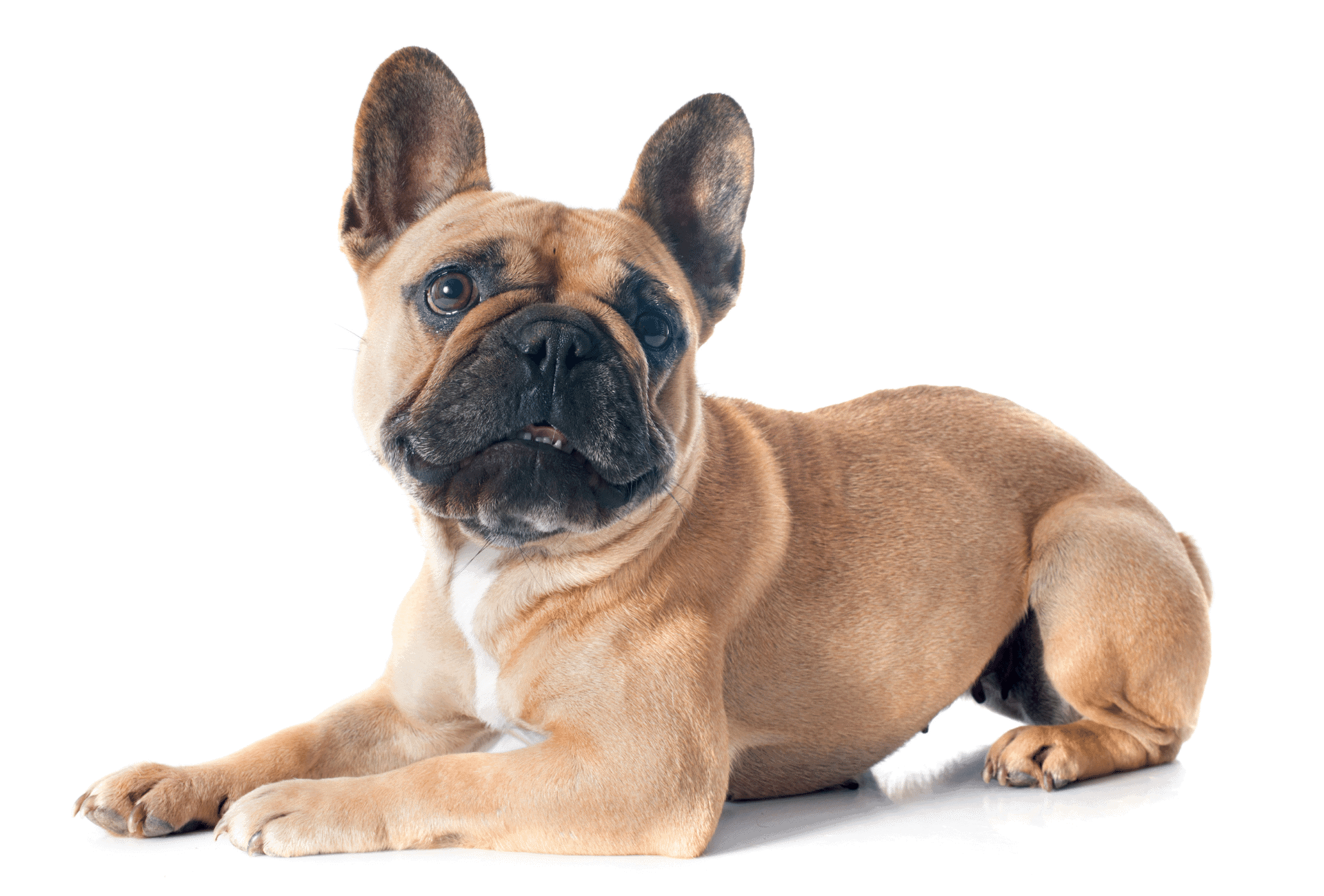 French Bulldog Colors - All Frenchie Colors Explained ...