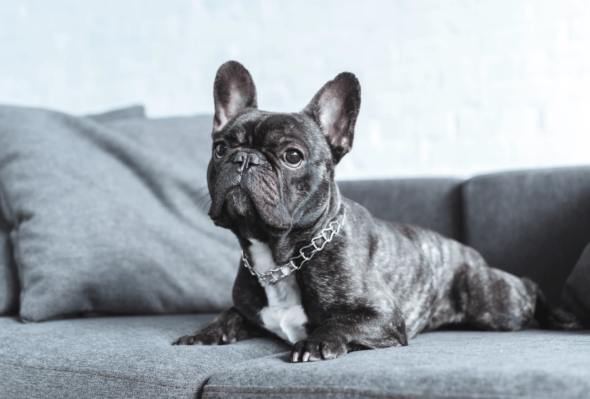 Black brindle French Bulldog on couch.