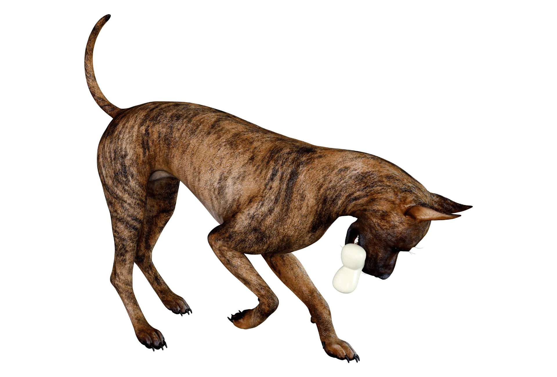 Brindle Great Dane with toy in mouth in front of white background.