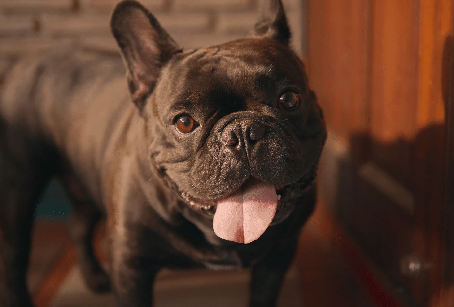 Chocolate French Bulldog with slight brindling.