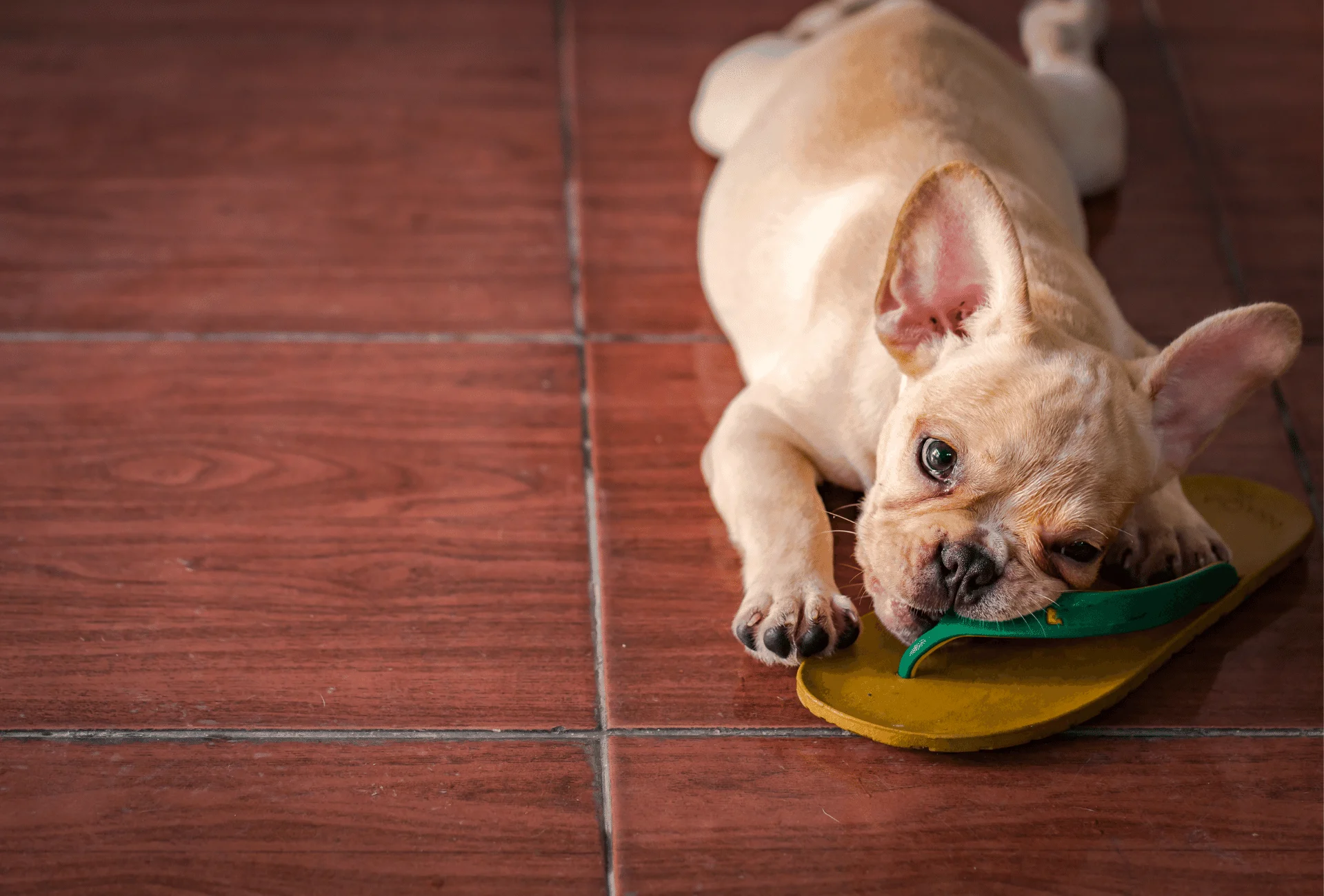 Light cream French Bulldog puppy on the floor.