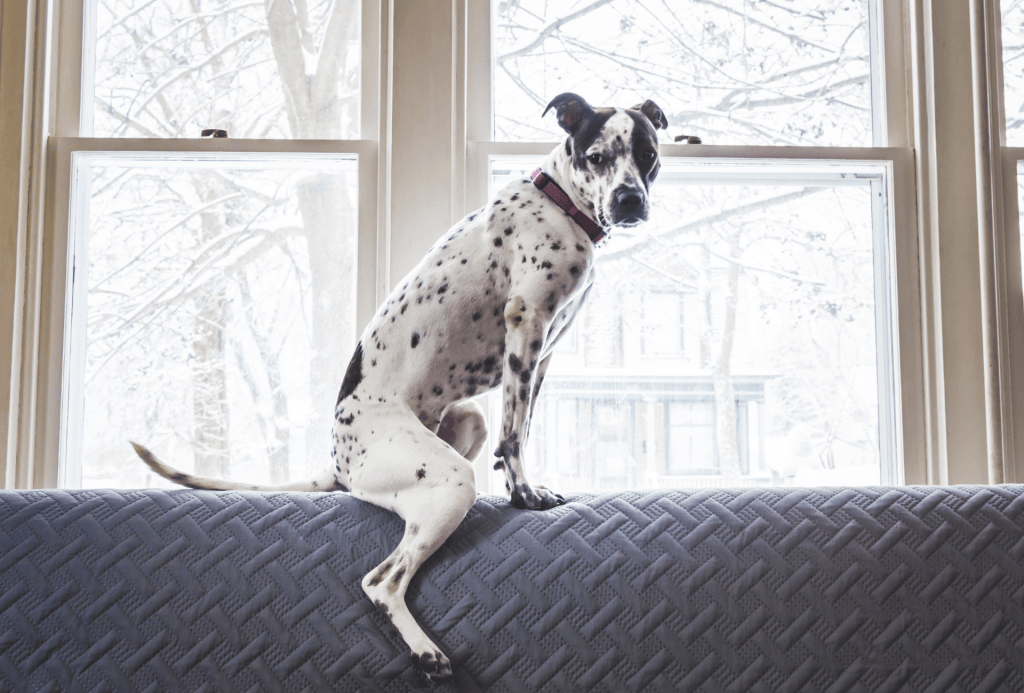 Dog sitting on the couch, distributing urine smell.