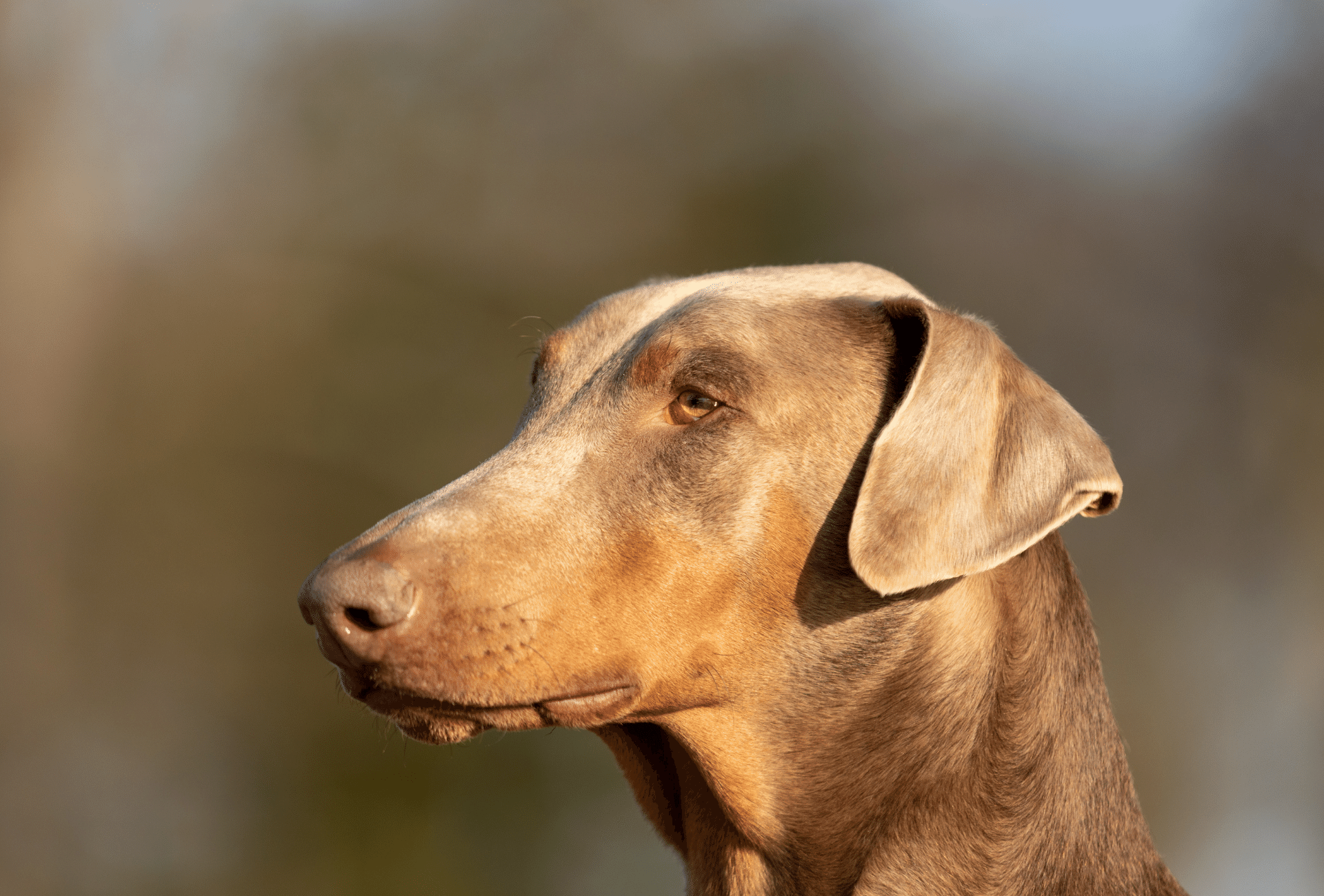 4. Hypothyroidism in Blue Dobermans - wide 11