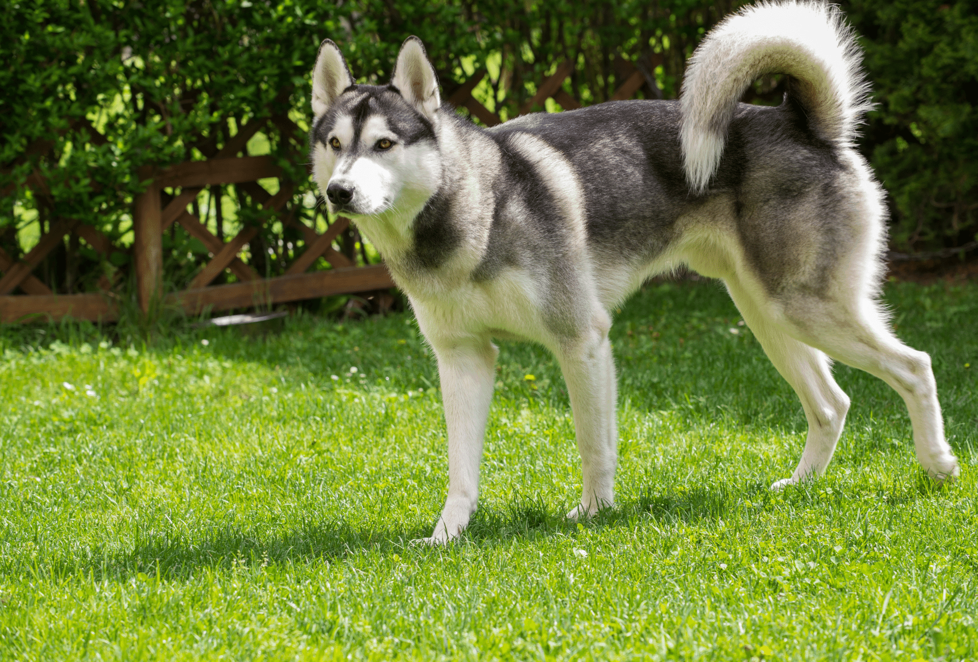 Medium gray and white Husky standing in the garden.