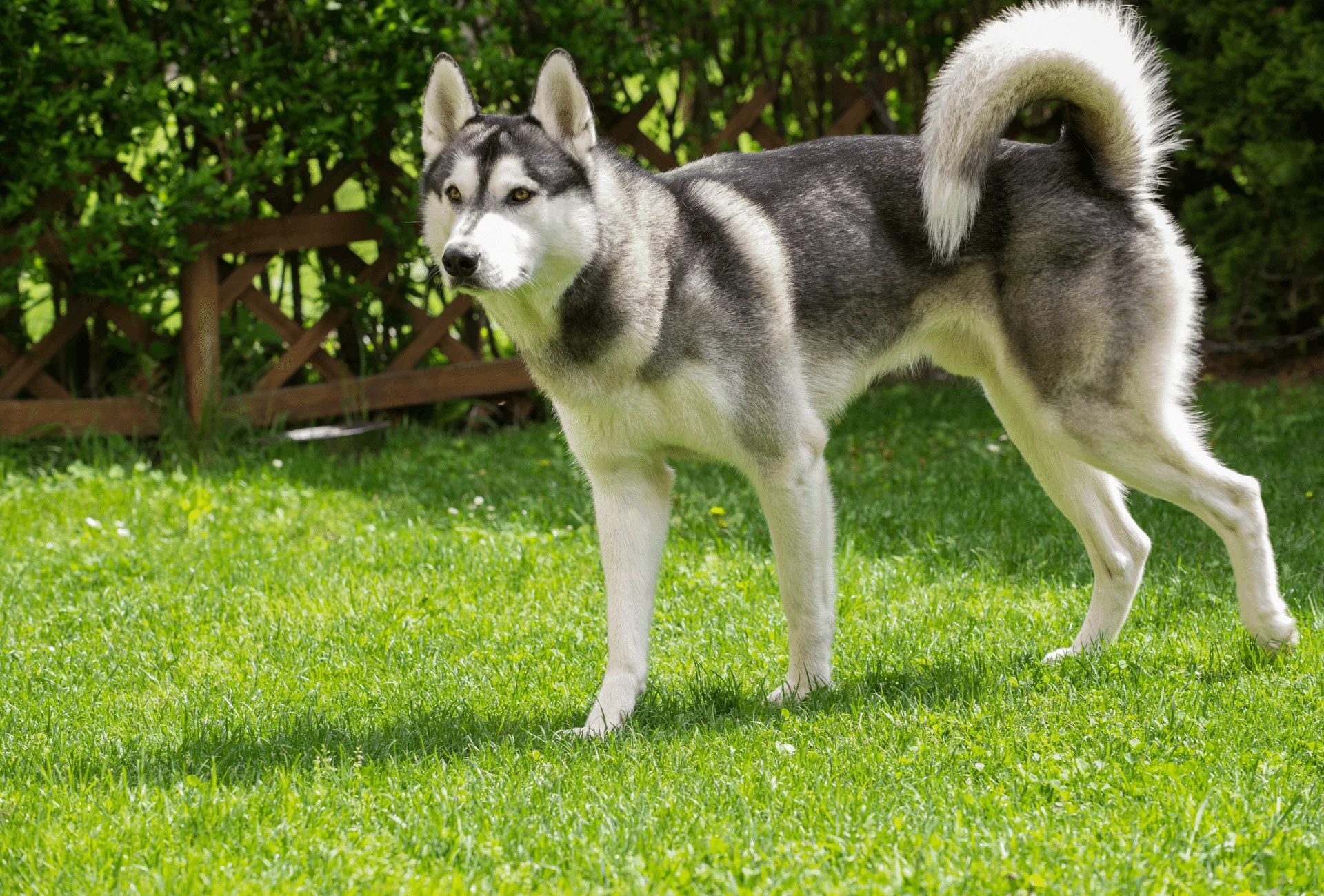 Light store gray husky