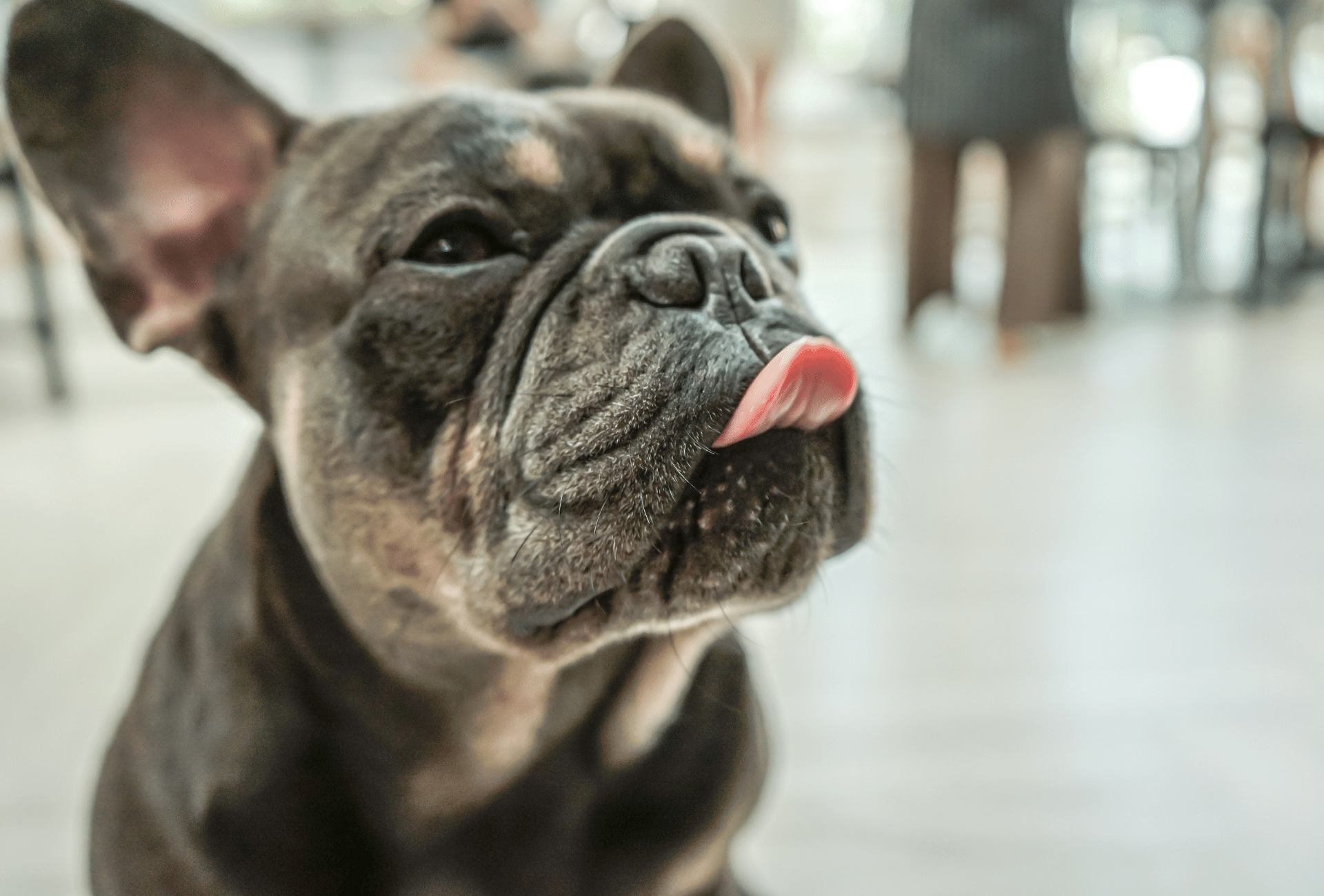 Lilac French Bulldog licking lips.