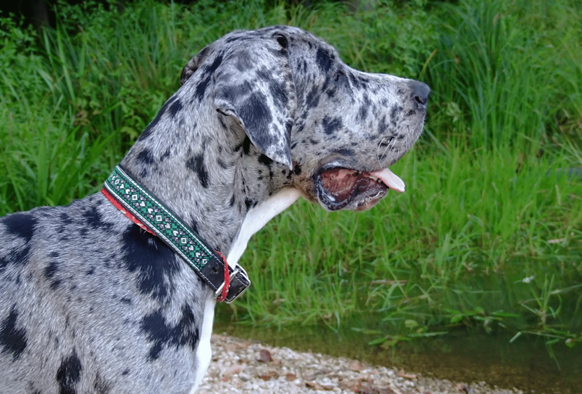 Merle Great Dane looking away.