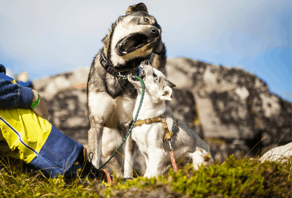 Adult Husky plays with younger dog on a hike.