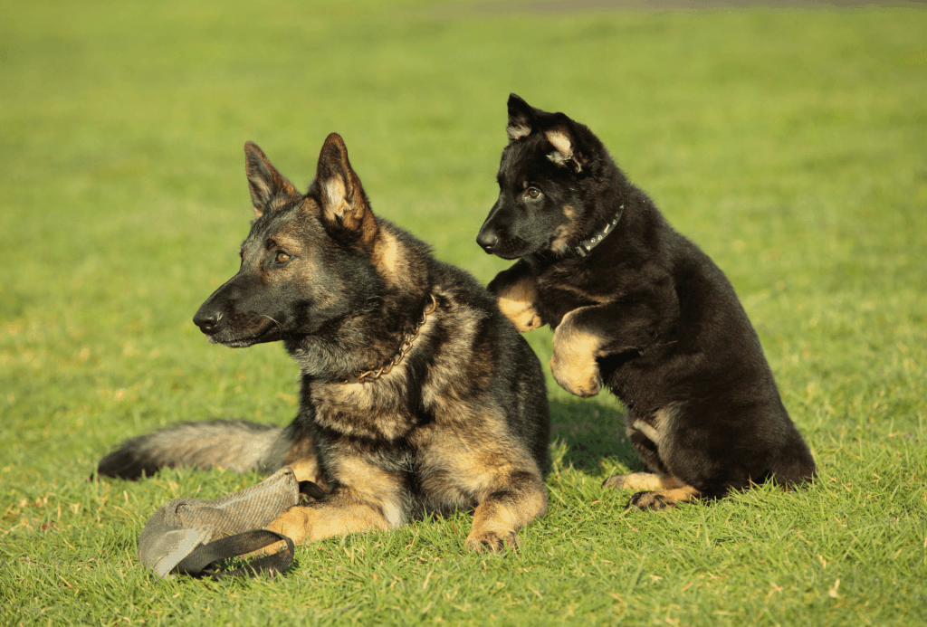 German Shepherd puppy focused on the older dog from behind.