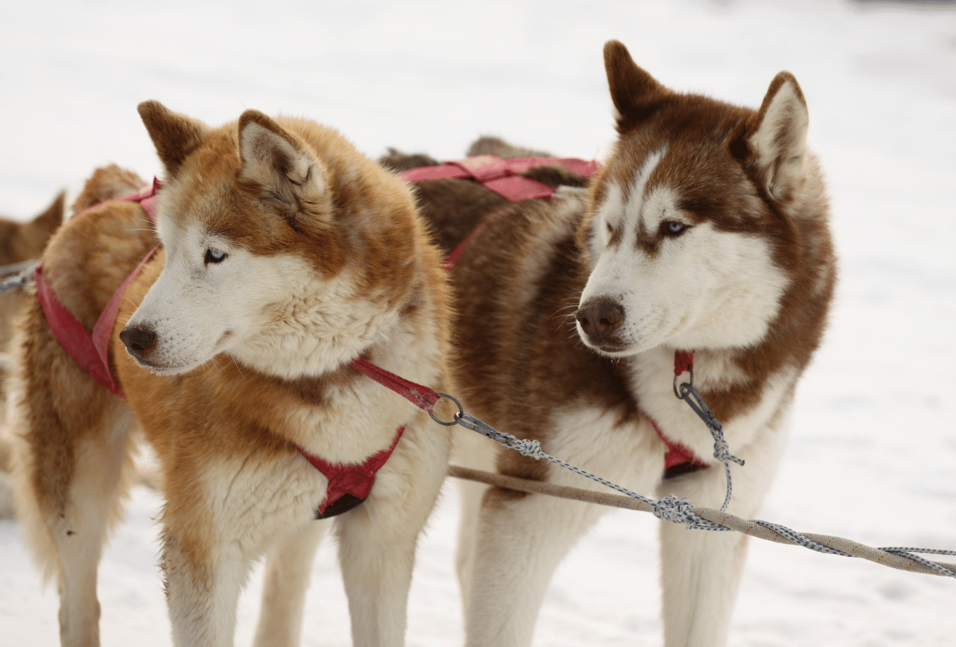 Light Red Husky Puppy