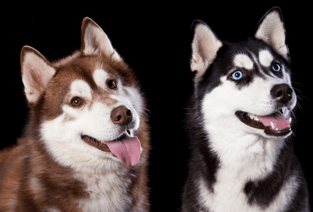Husky Colors Explained From Red To Agouti PawLeaks